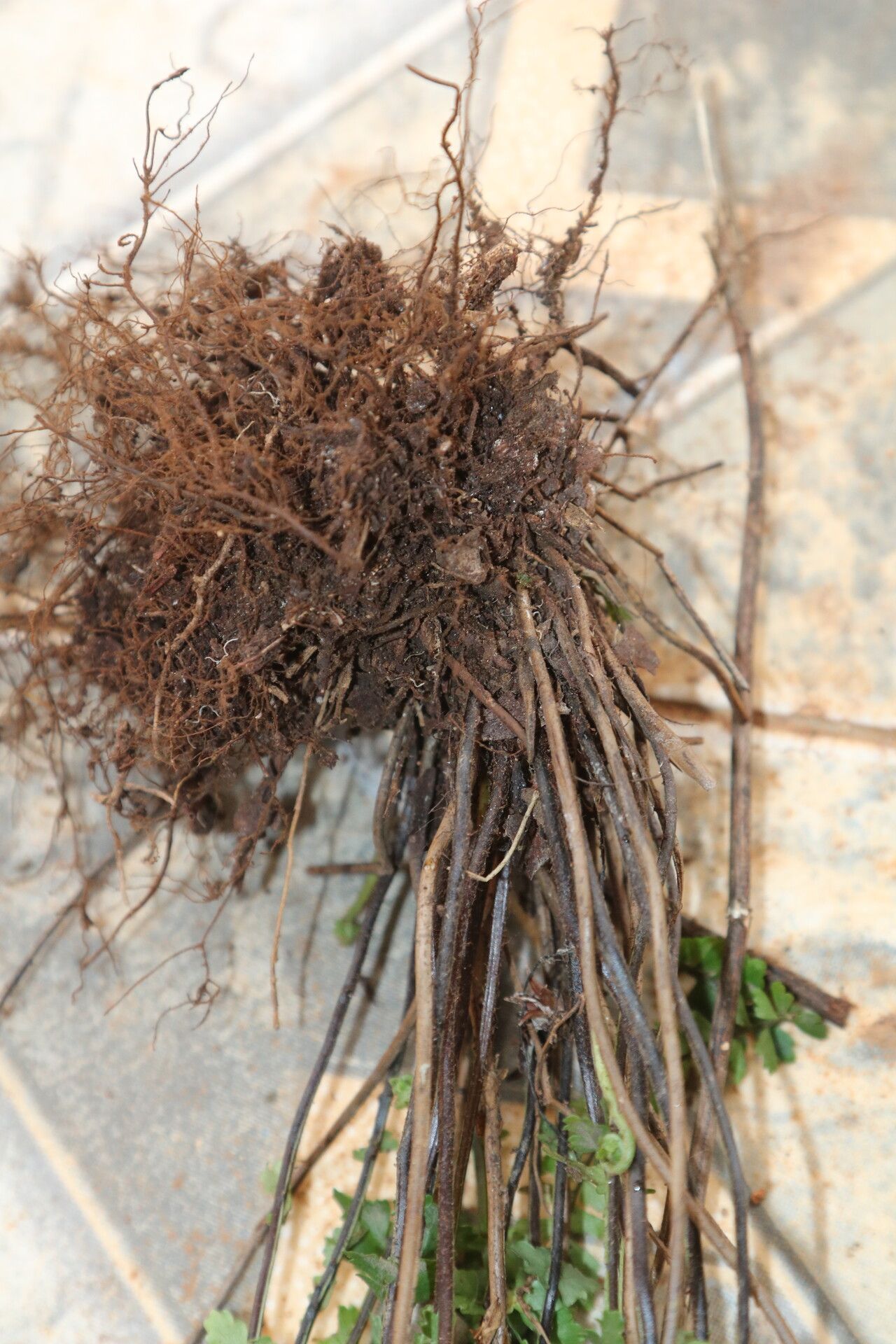 Asplenium erectum other