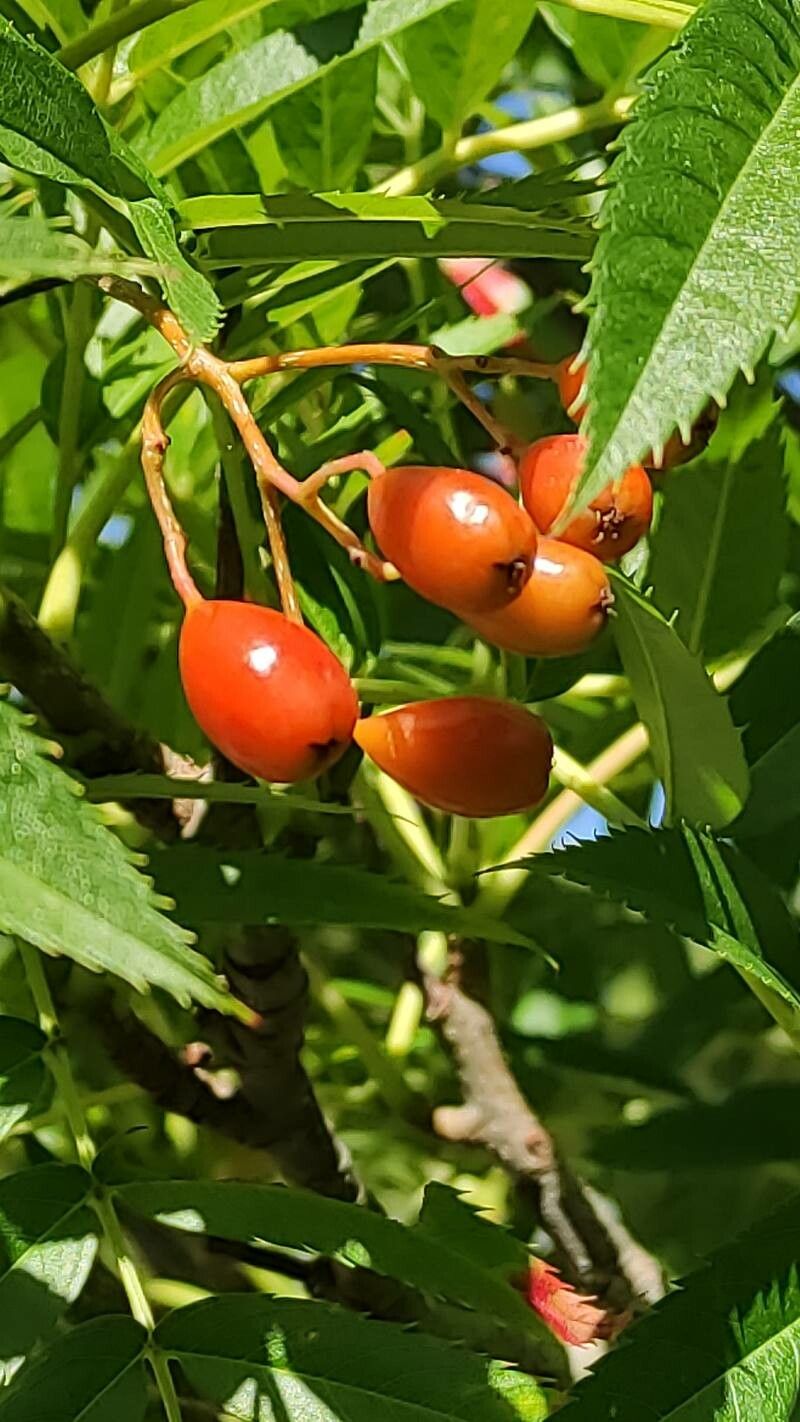 Sorbus ulleungensis fruit