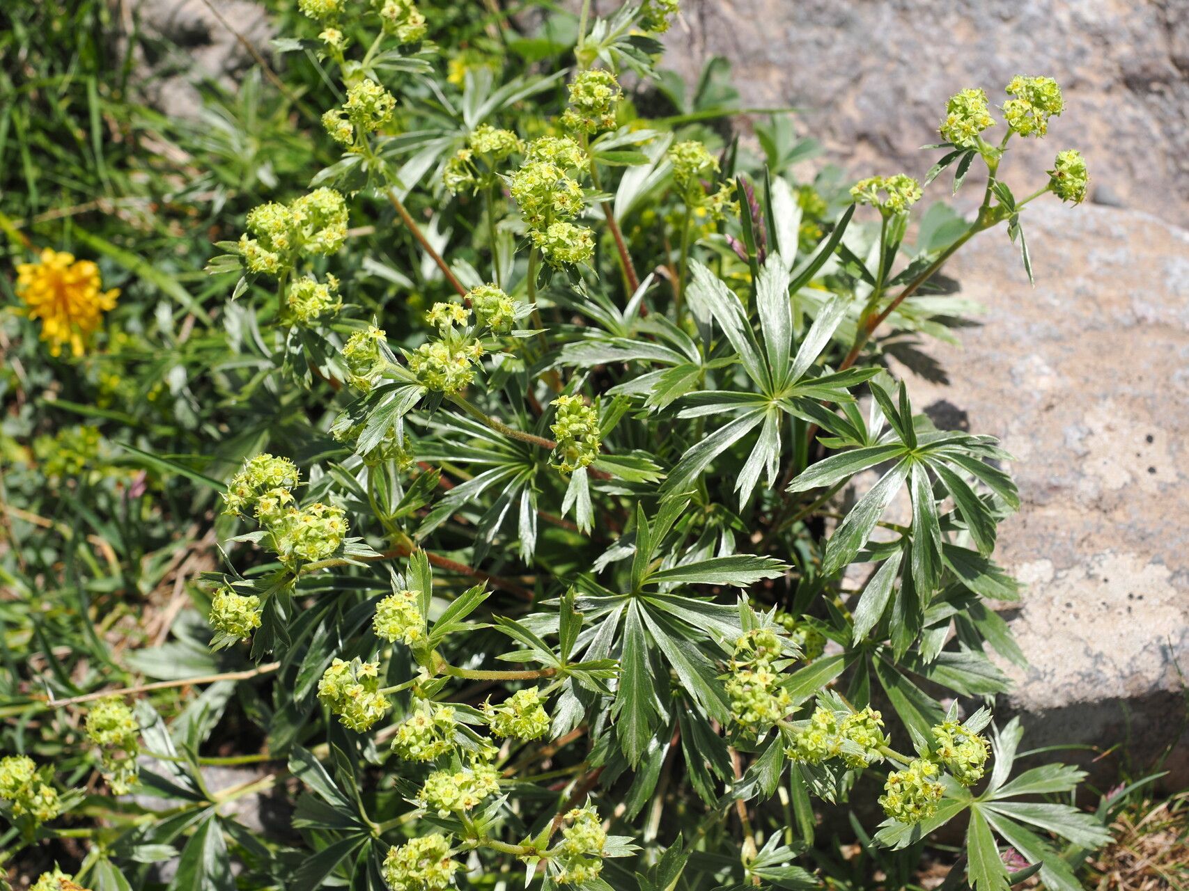 Alchemilla sericea — houseplant care guide