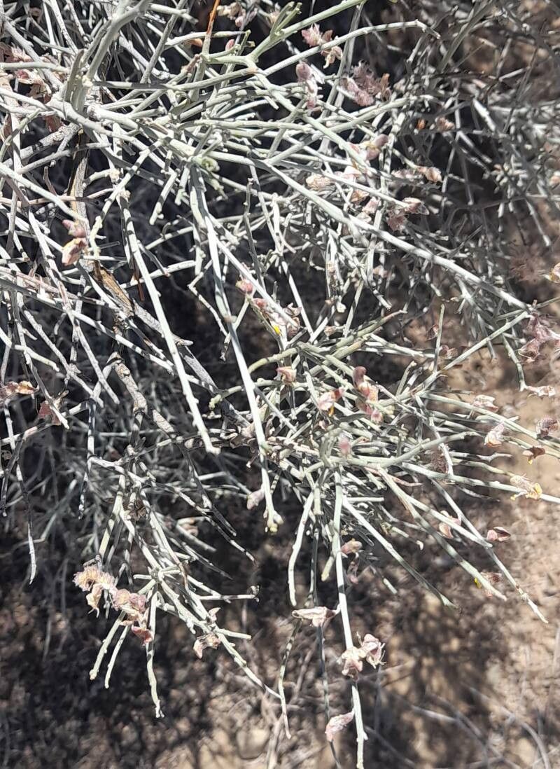 Adesmia argentea bark