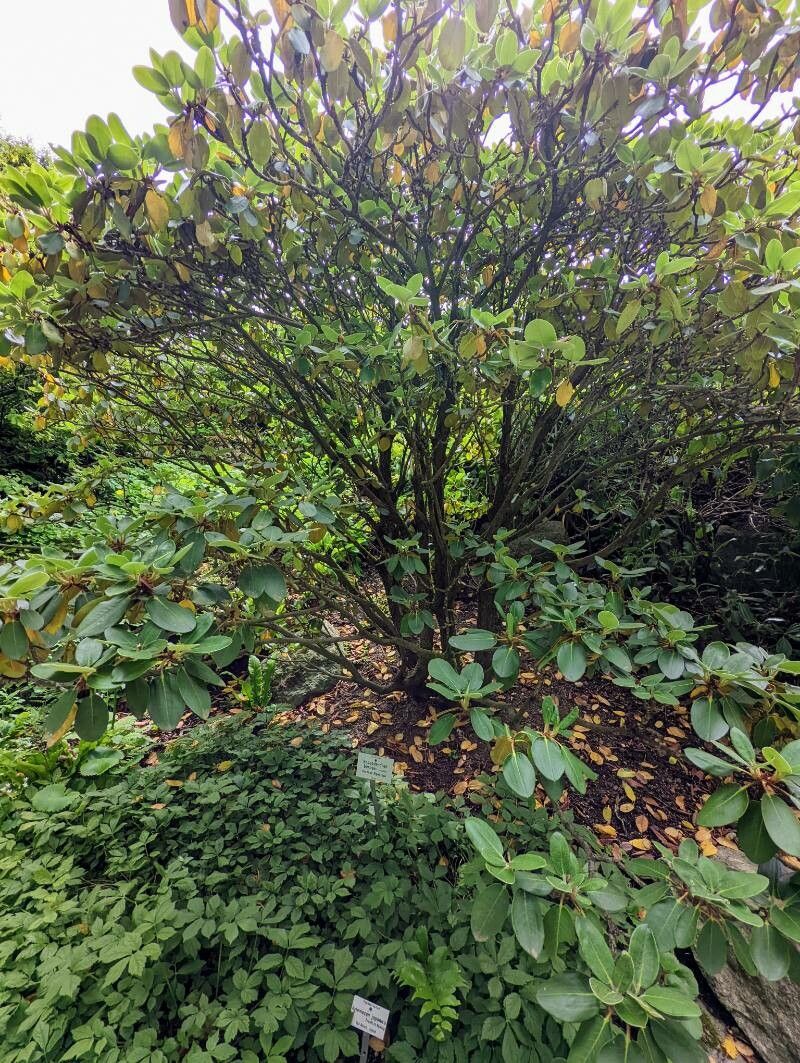 Rhododendron bureavii habit