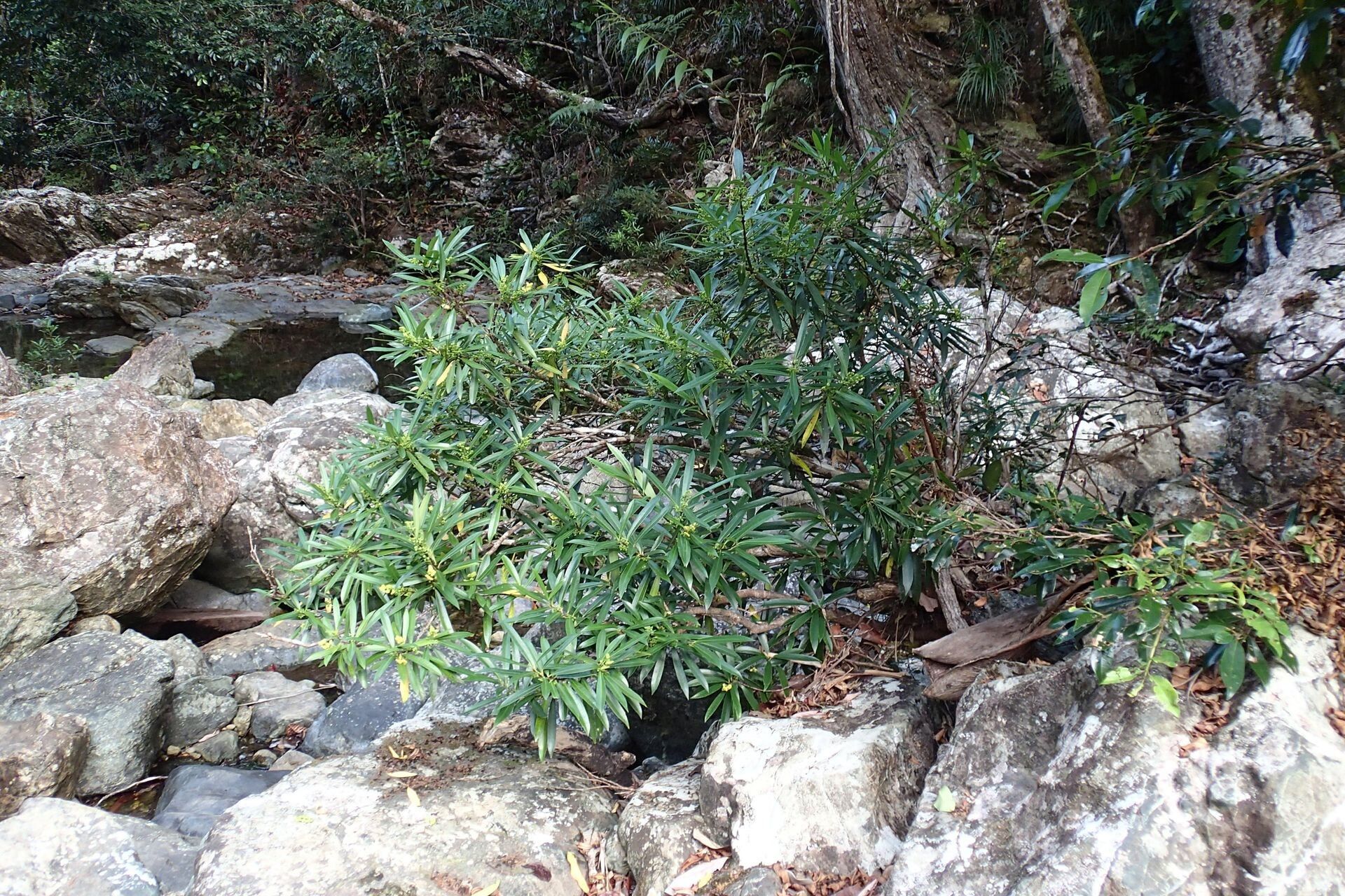 Hedycarya rivularis habit