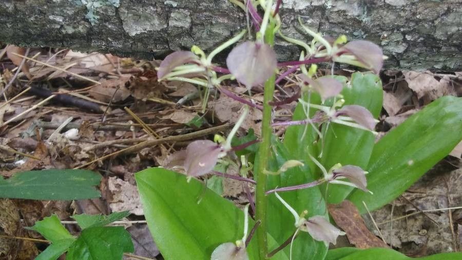 Liparis liliifolia flower