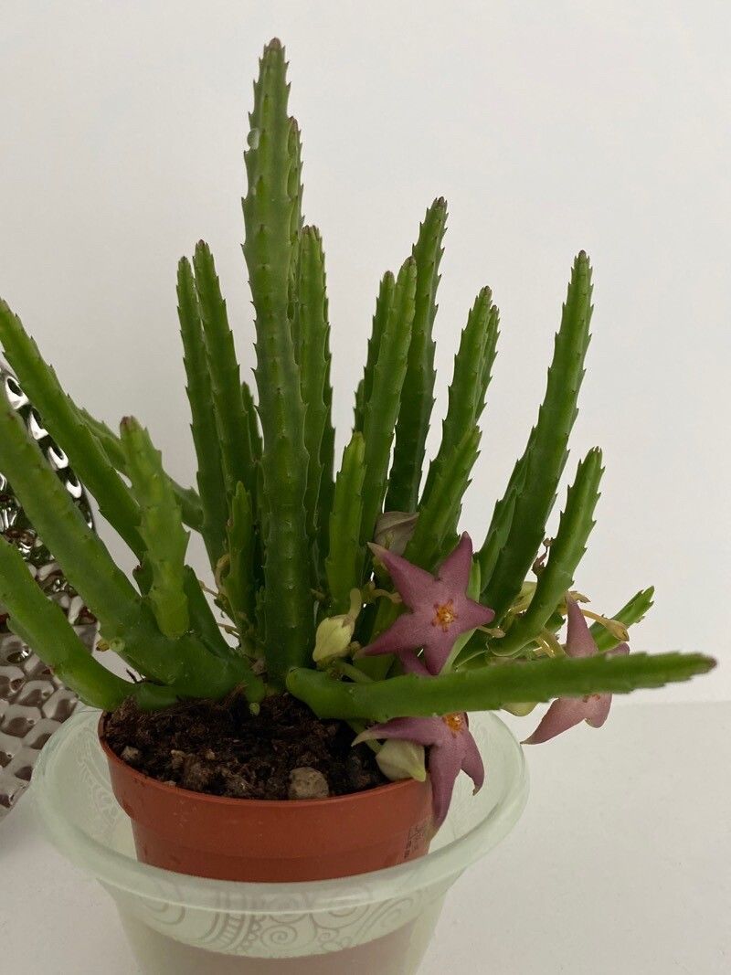 Stapelia divaricata leaf