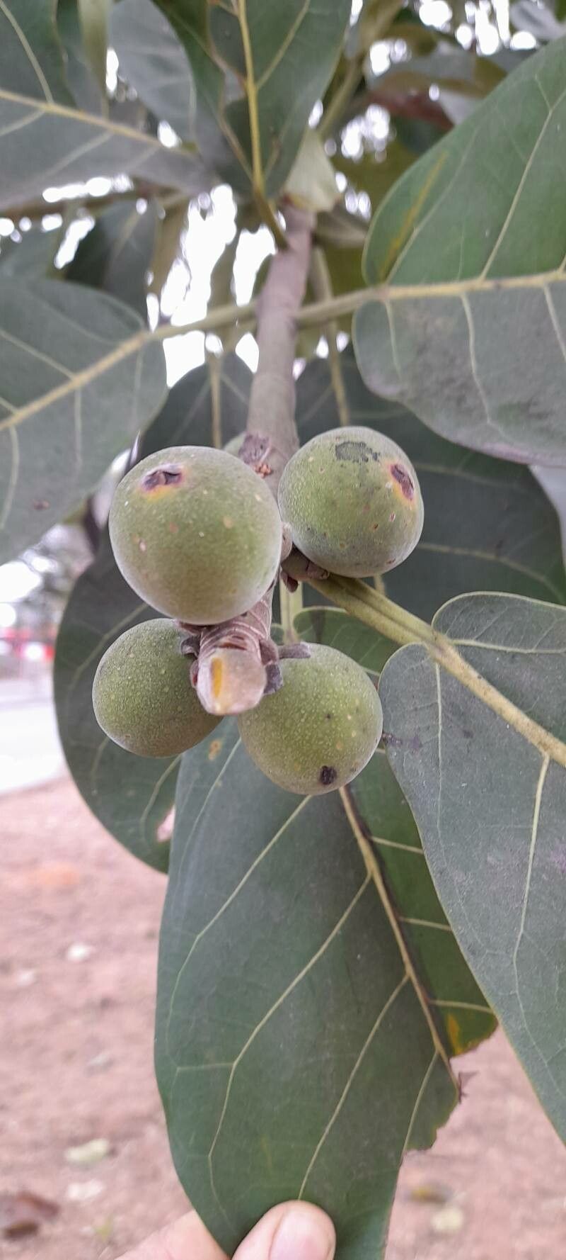 Ficus obtusifolia fruit