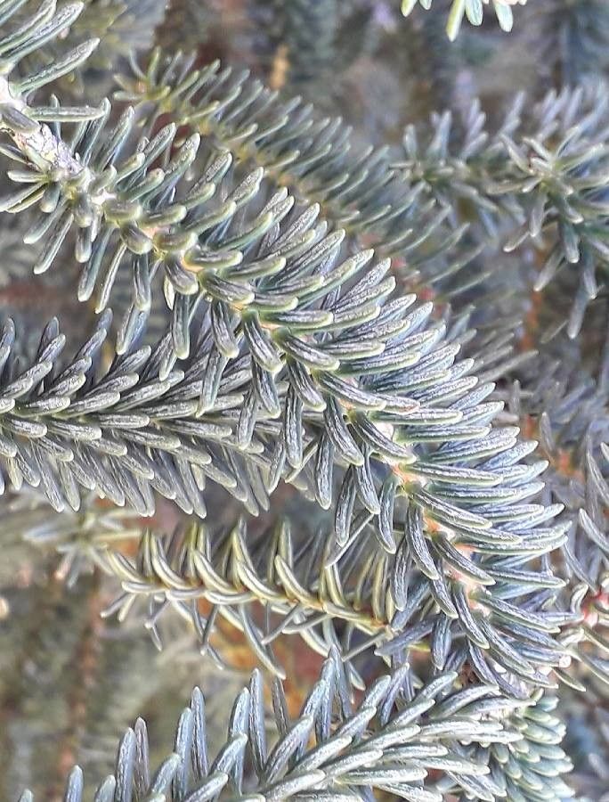 Abies pinsapo — search result for 'Morocco'