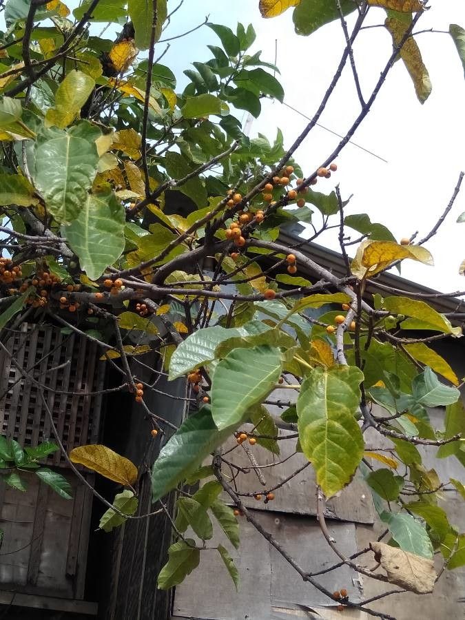 Ficus heteropoda — houseplant care guide