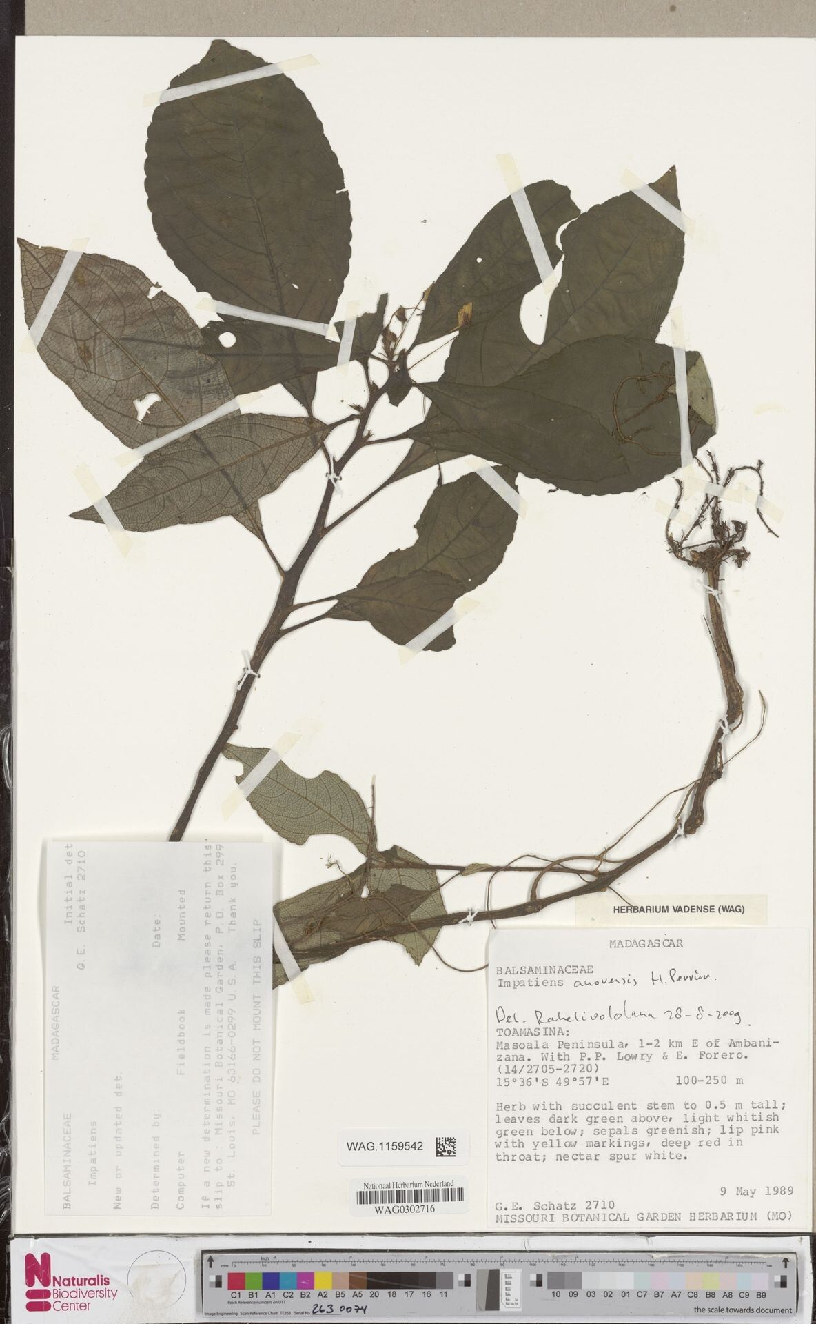 Impatiens anovensis — houseplant care guide