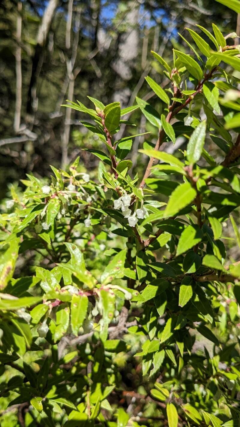 Gaultheria phillyreifolia flower