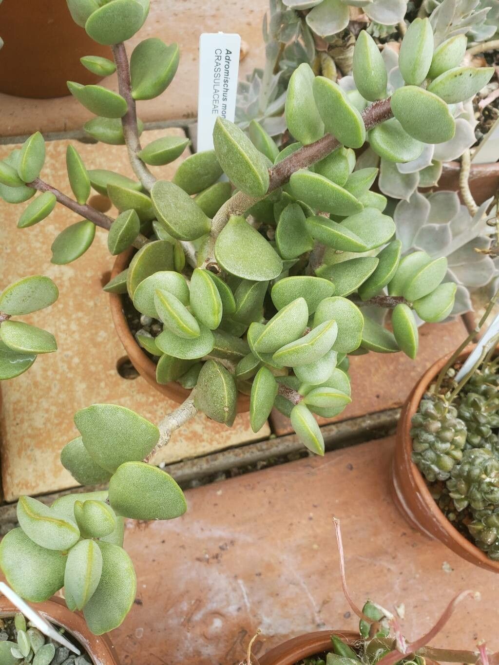 Adromischus montium-klinghardtii habit