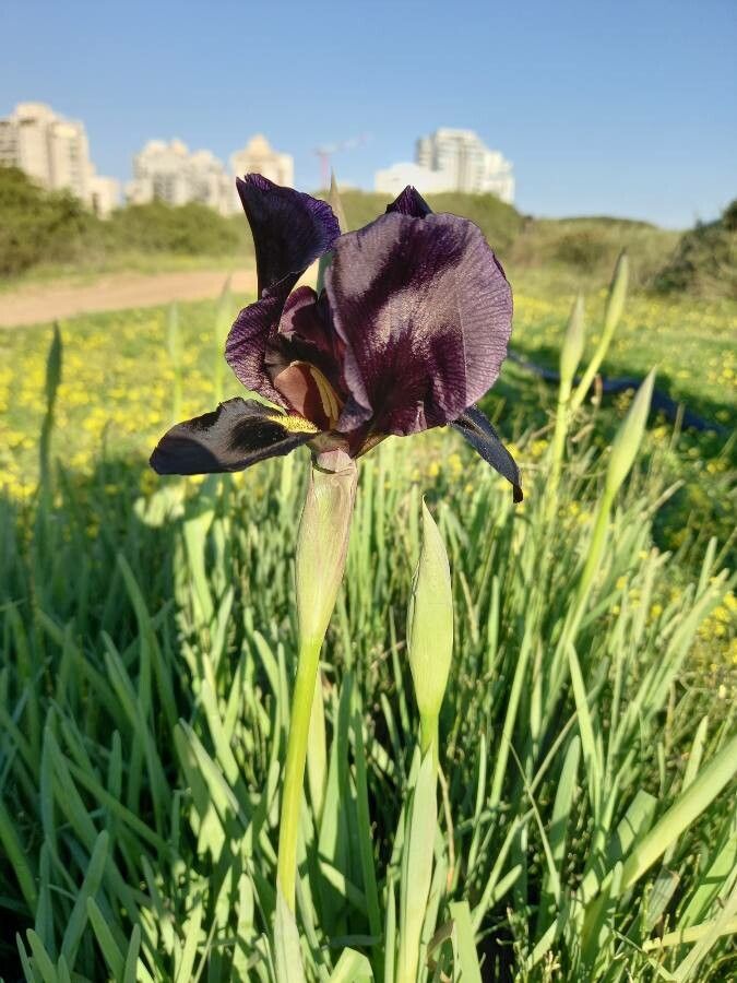 Iris atropurpurea flower