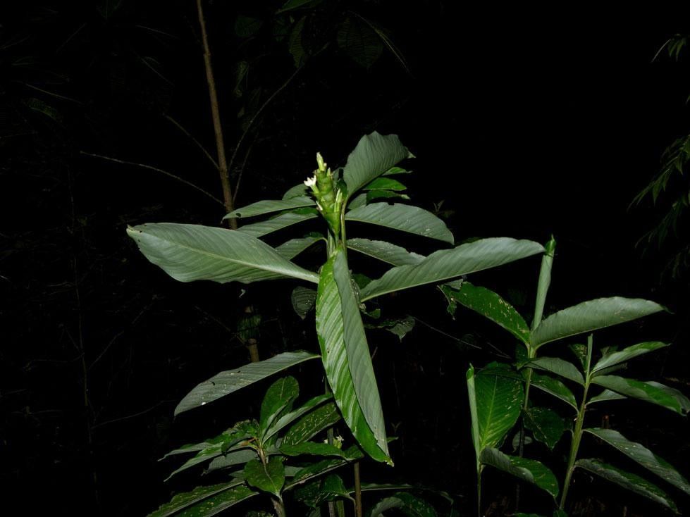 Goeppertia venusta other