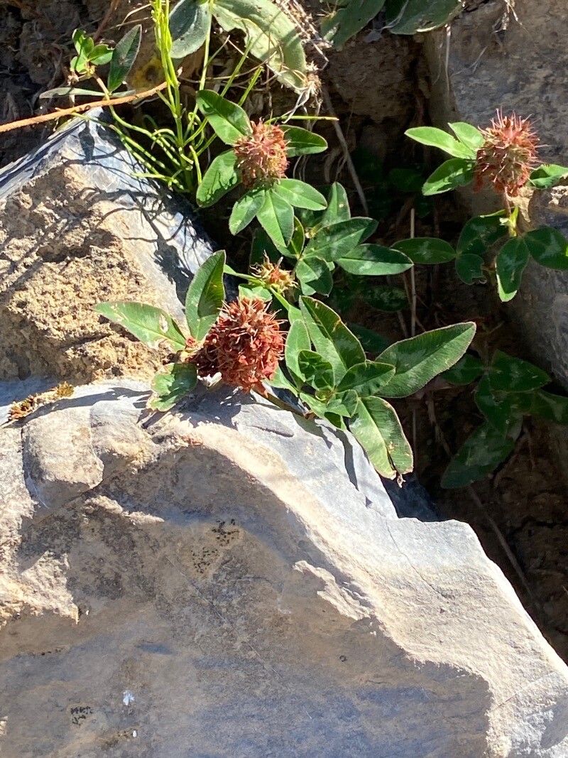 Trifolium physodes flower