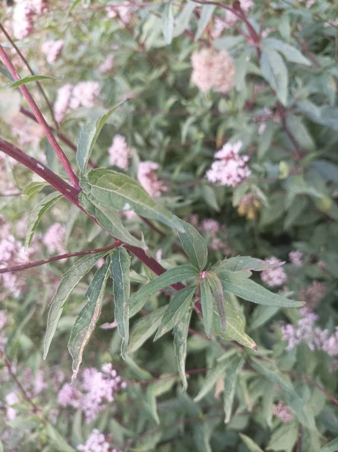 Eupatorium lindleyanum — search result for 'Eupatorium'