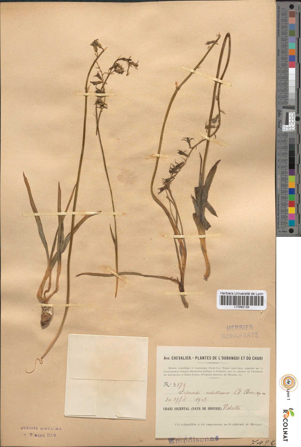 Dipcadi ndelleense — houseplant care guide