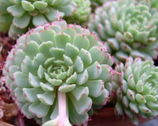 Echeveria globulosa leaf