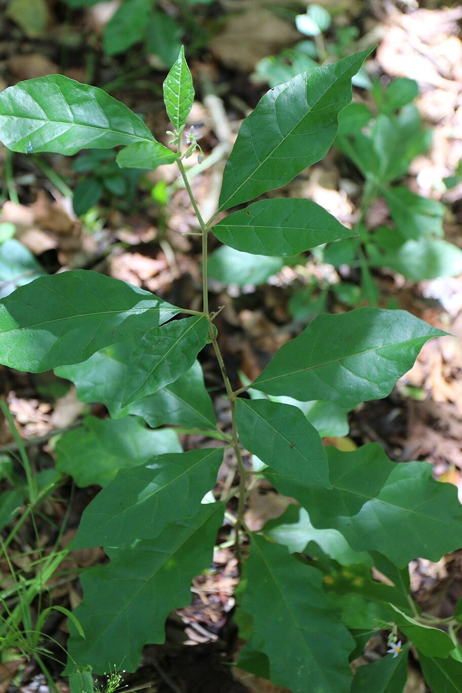 Solanum discolor — houseplant care guide