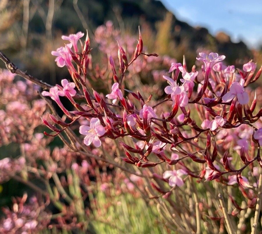 Limonium insigne flower