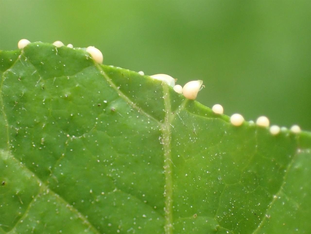 Lactuca plumieri fruit