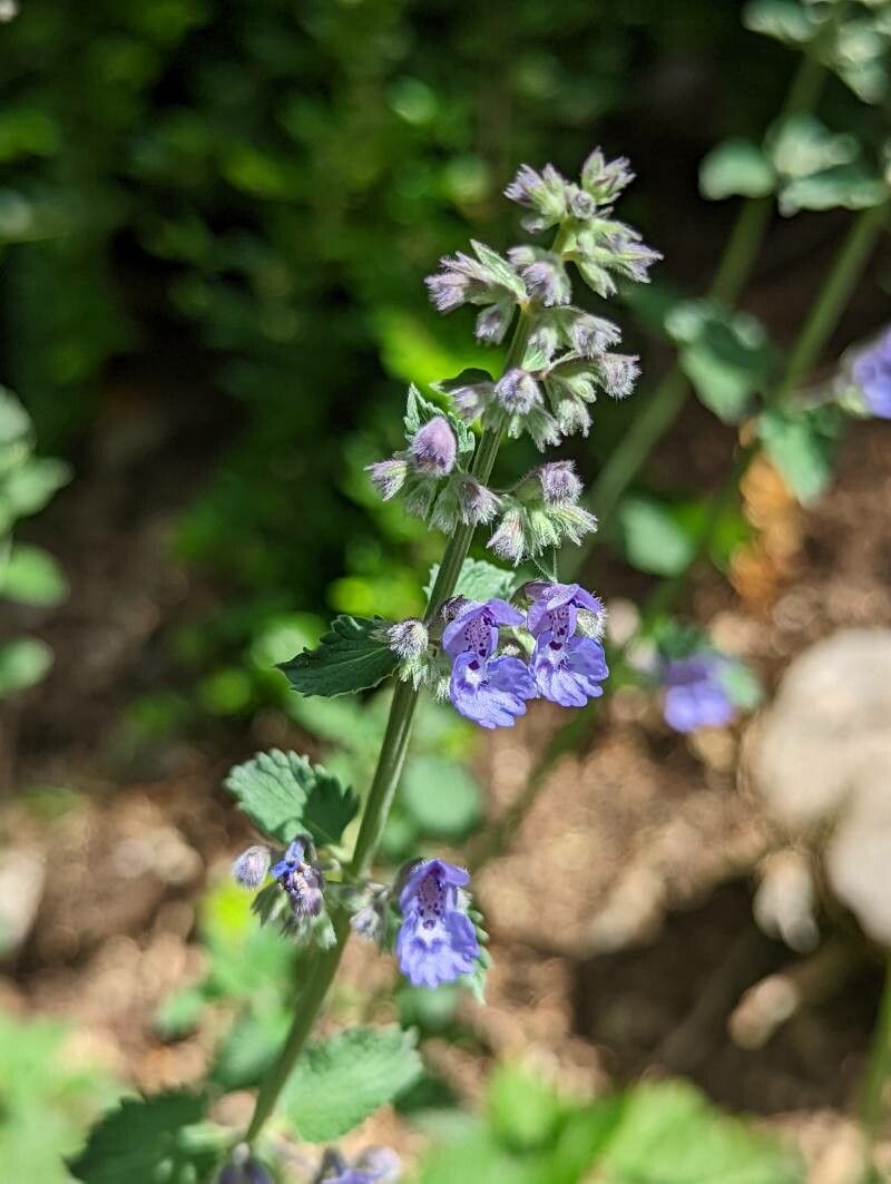 Nepeta x faasseni flower