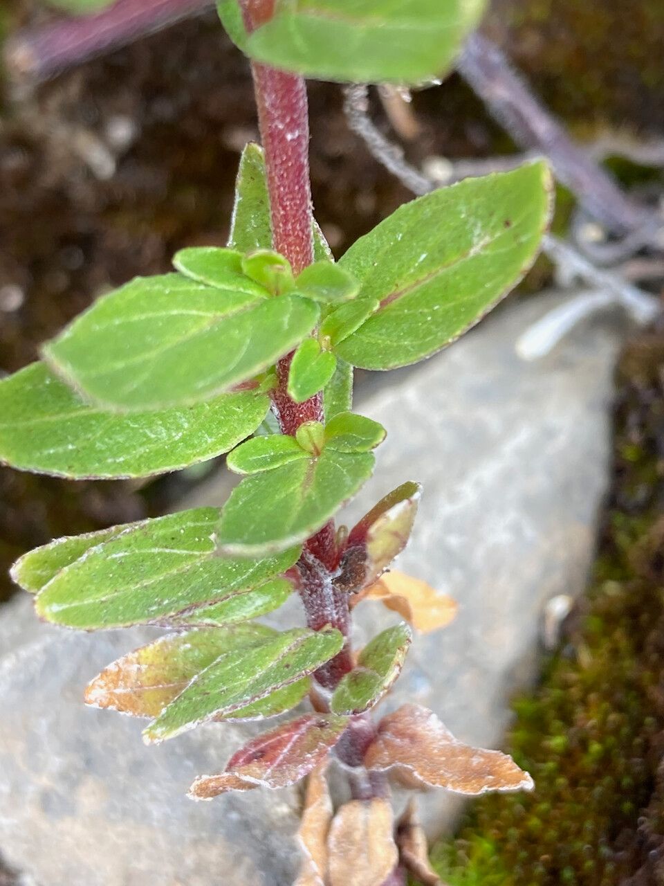 Epilobium denticulatum leaf
