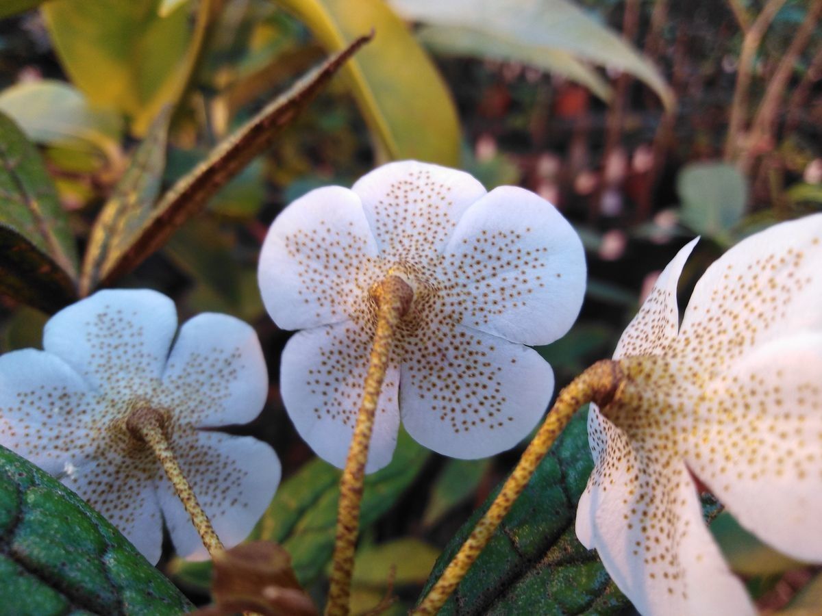 Rhododendron fortunans — houseplant care guide