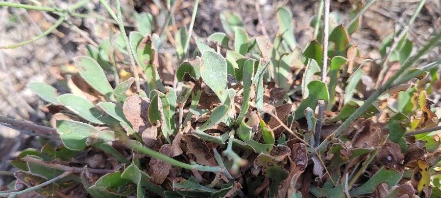 Limonium companyonis leaf
