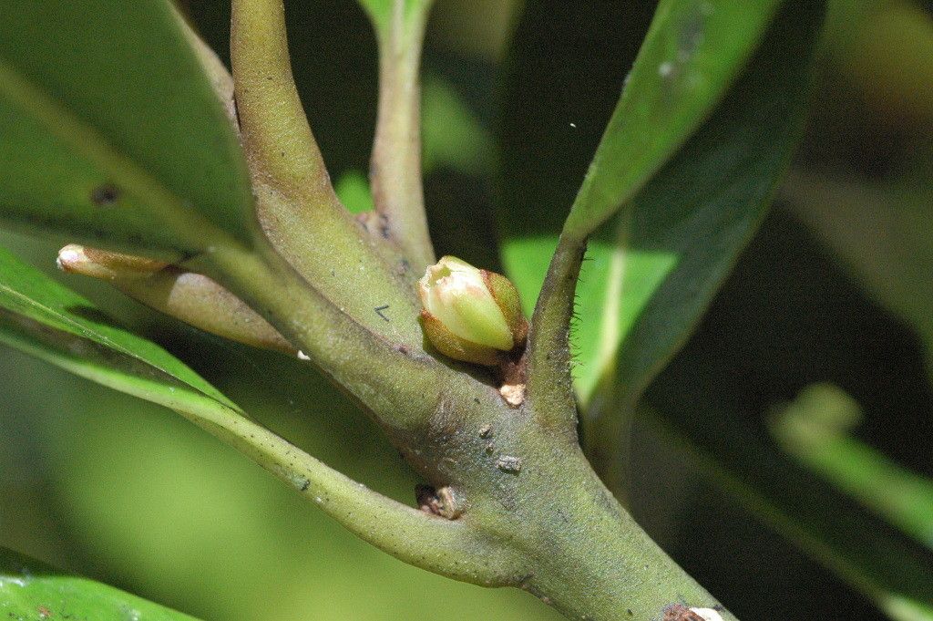 Planchonella ulfii — houseplant care guide