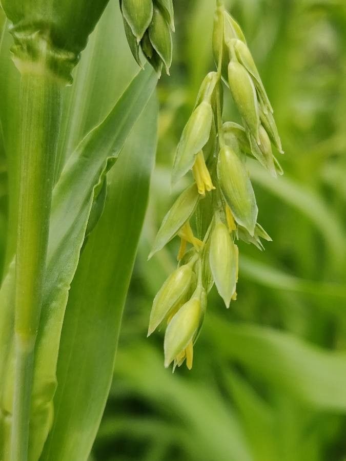 Coix lacryma-jobi flower