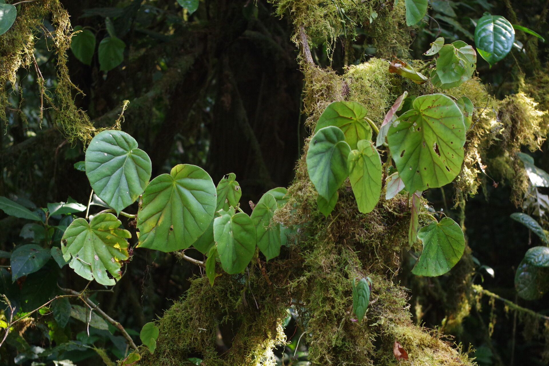 Begonia poculifera habit