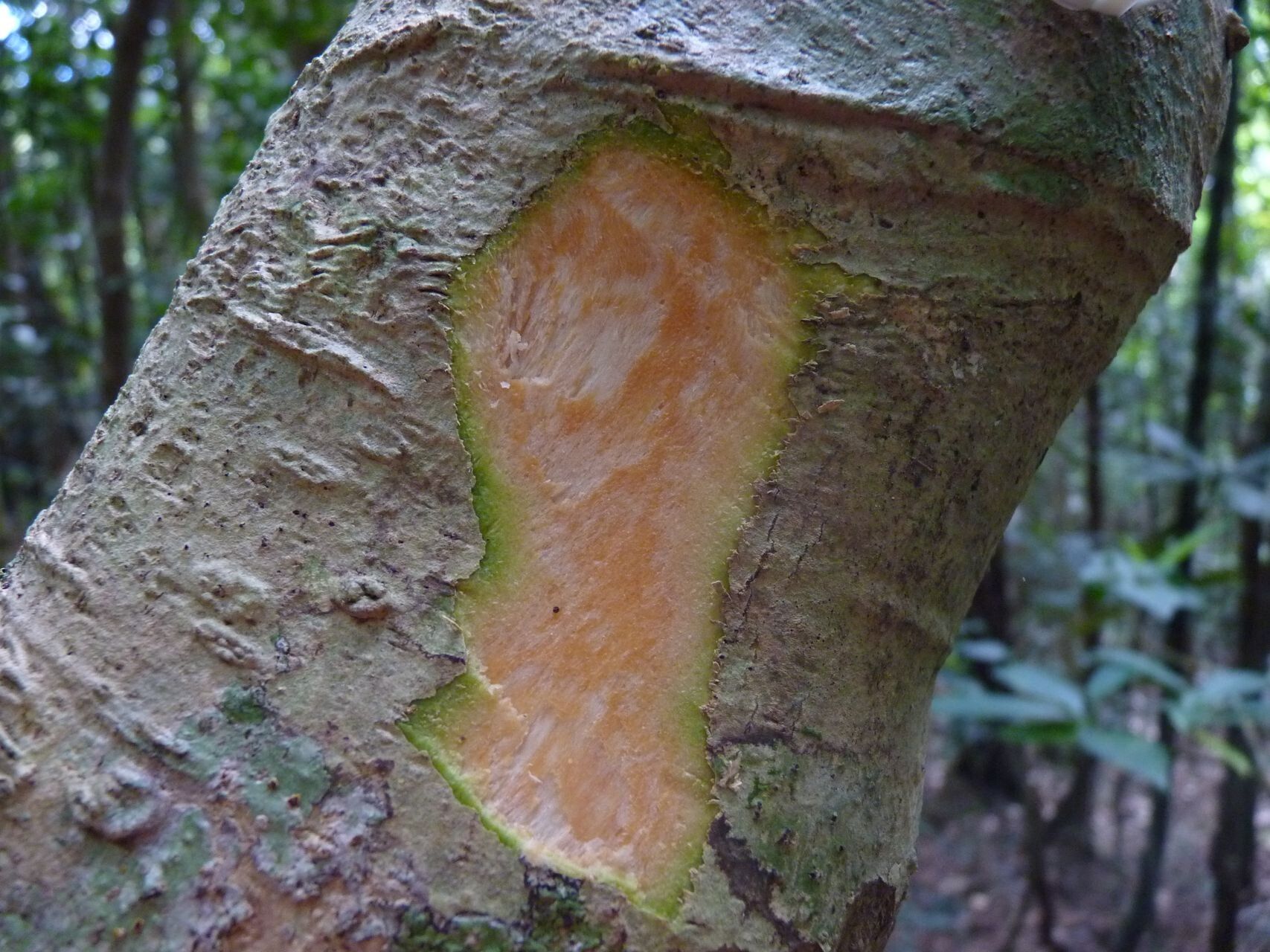 Claoxylon insulanum bark