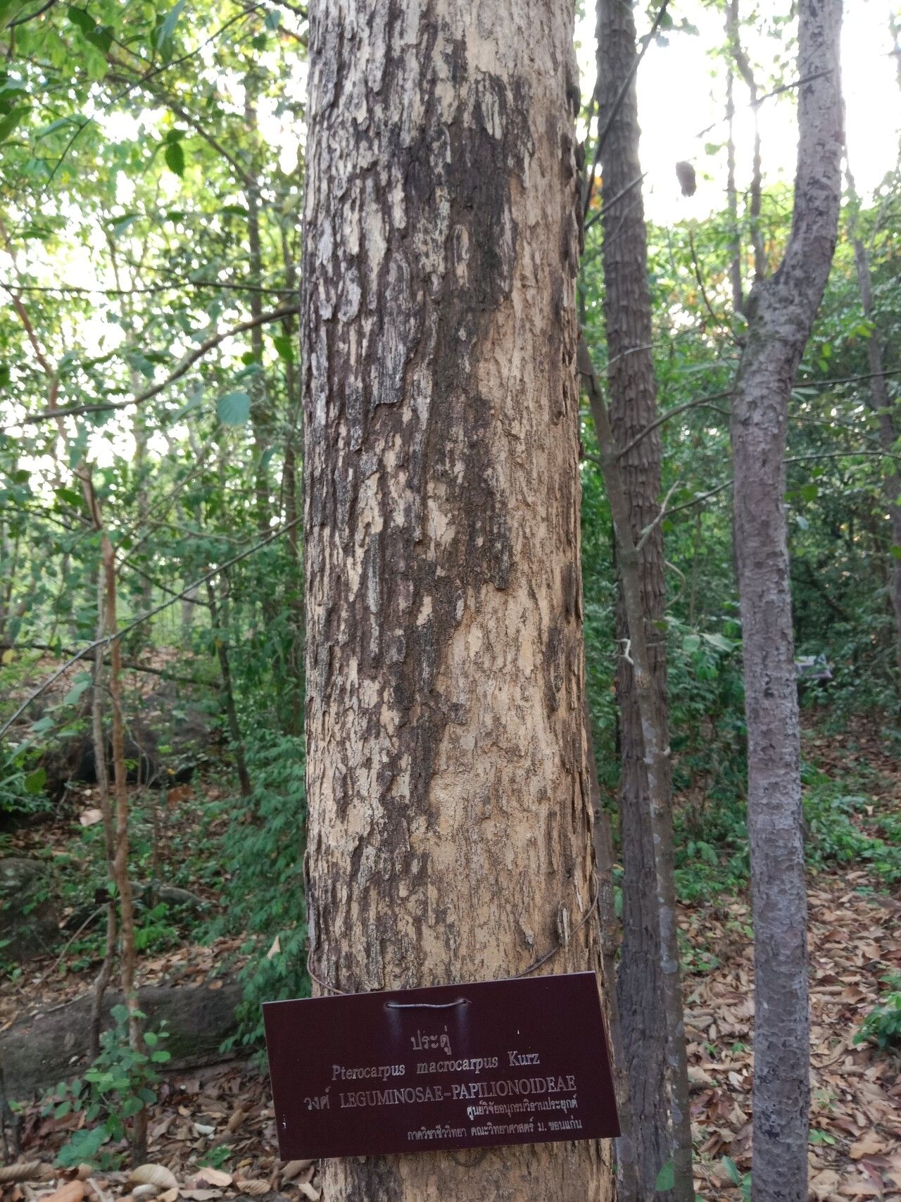 Pterocarpus macrocarpus bark