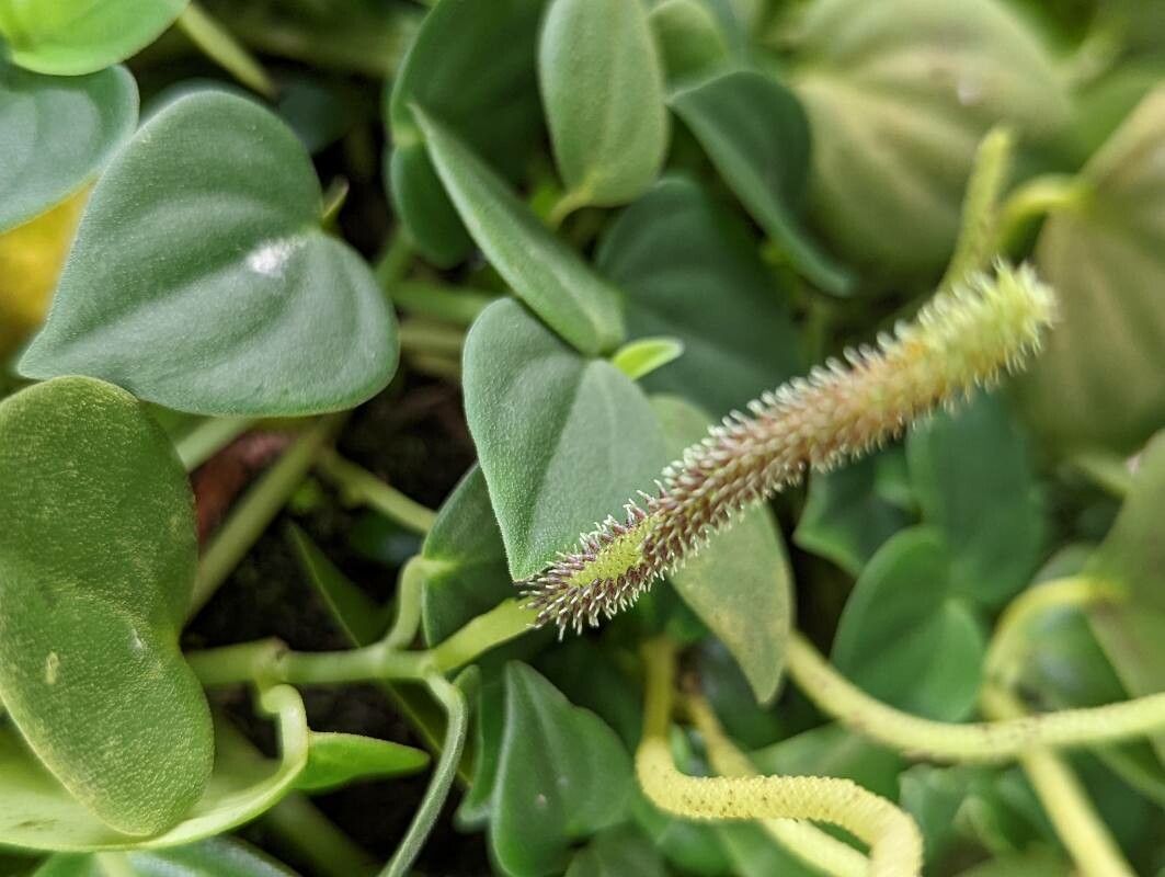 Peperomia urocarpa fruit