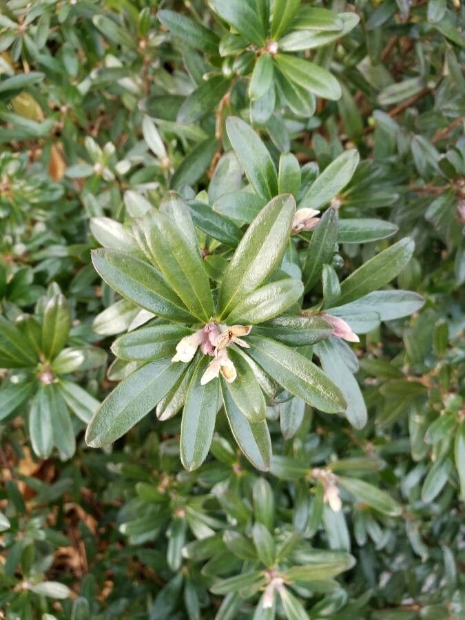 Daphne caucasica — search result for 'Daphne'