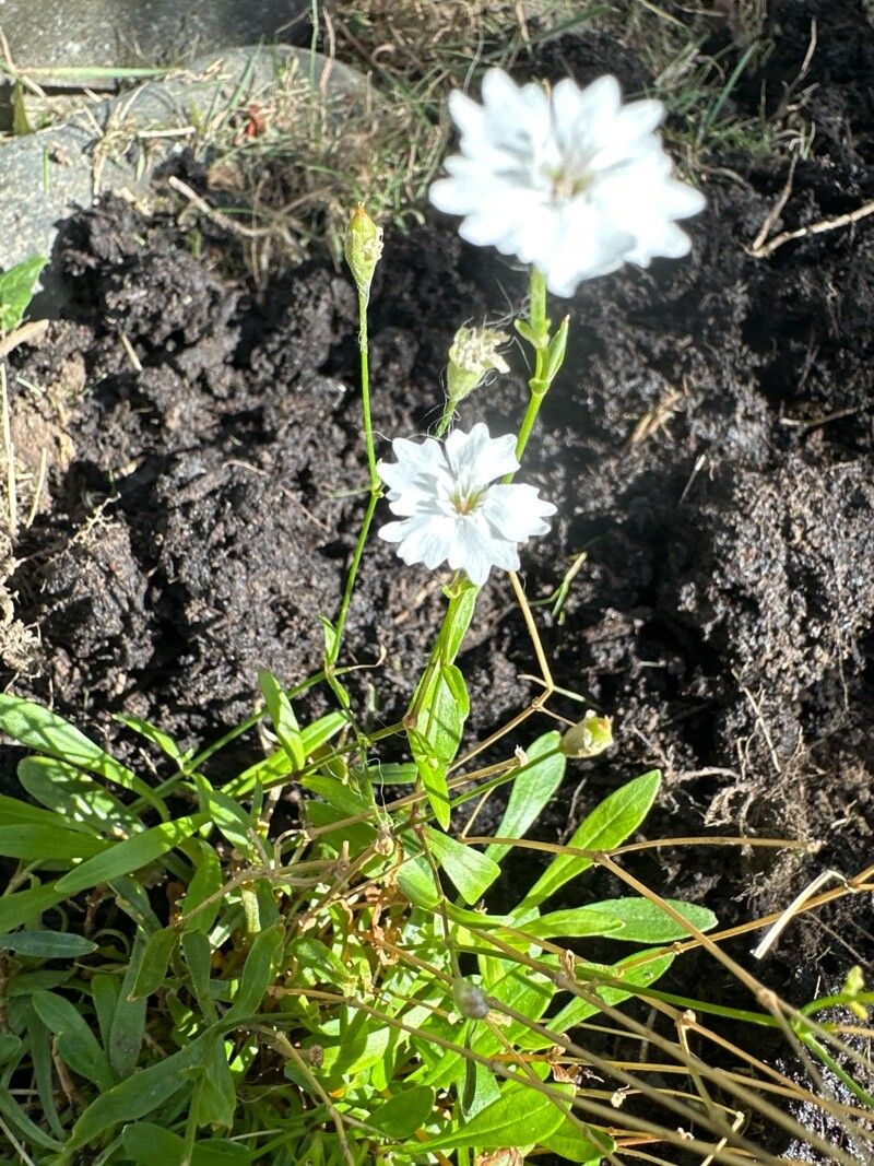 Heliosperma alpestre fruit
