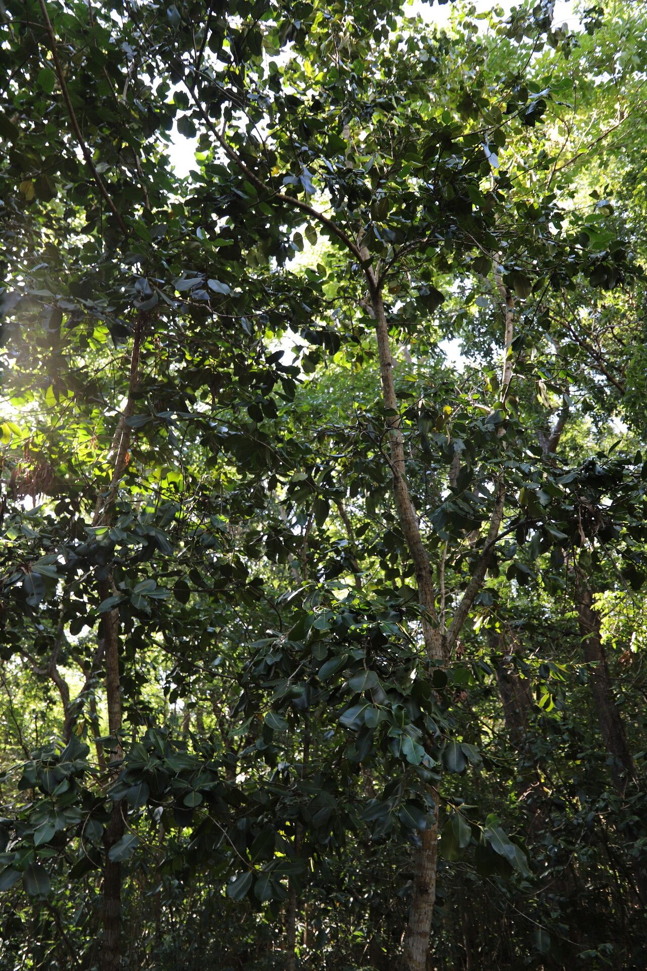 Calophyllum parviflorum habit