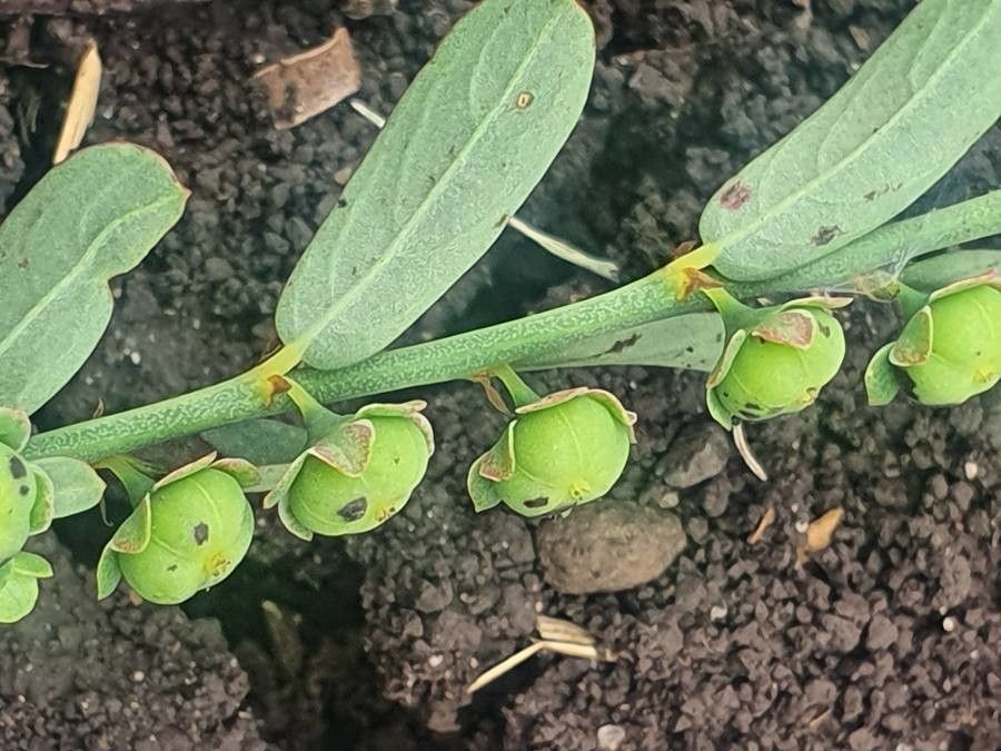 Phyllanthus maderaspatensis fruit