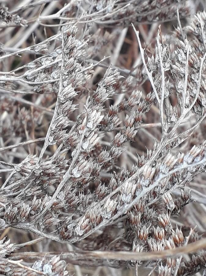 Sedum sediforme fruit