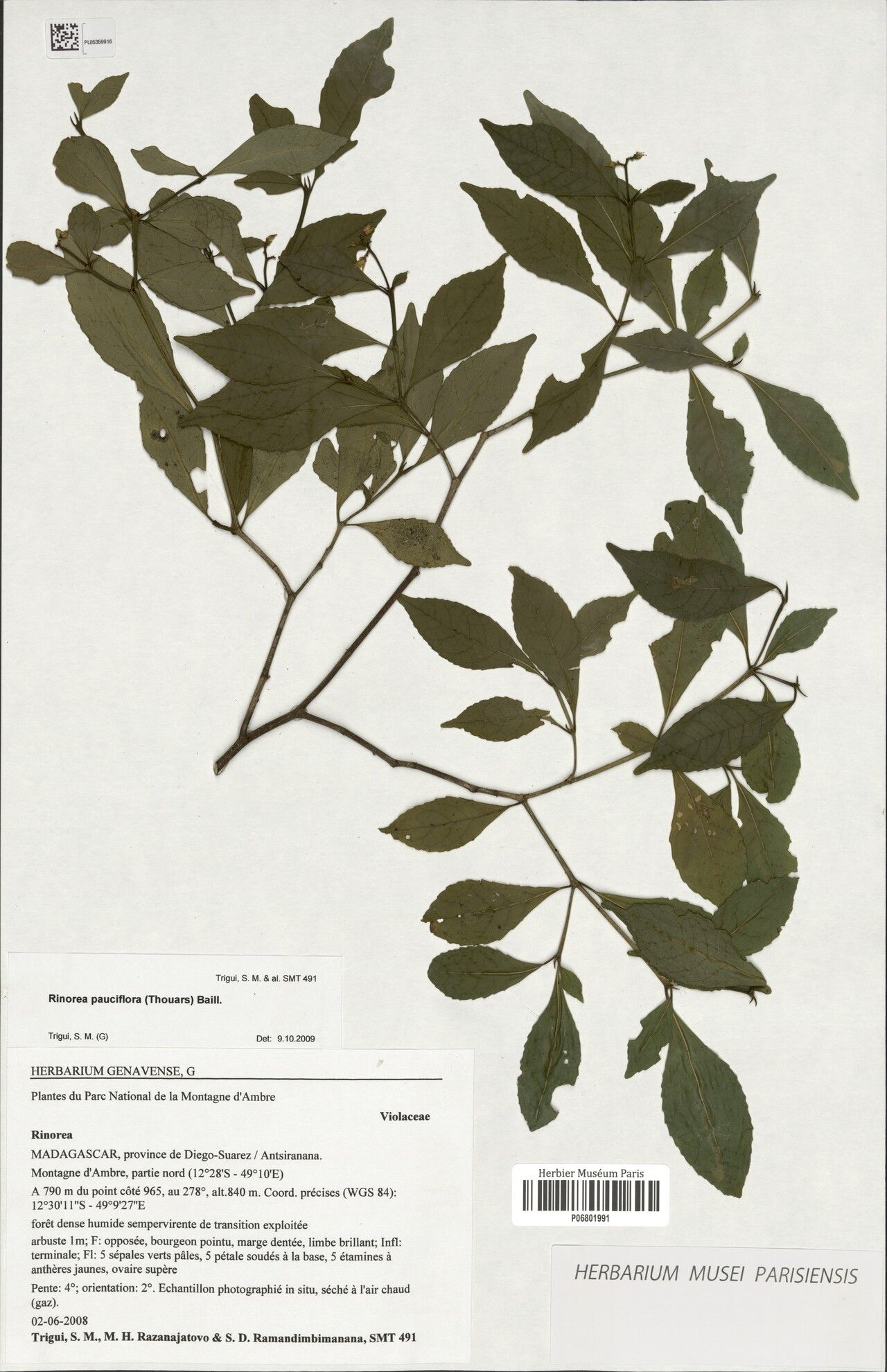 Rinorea diversifolia — houseplant care guide