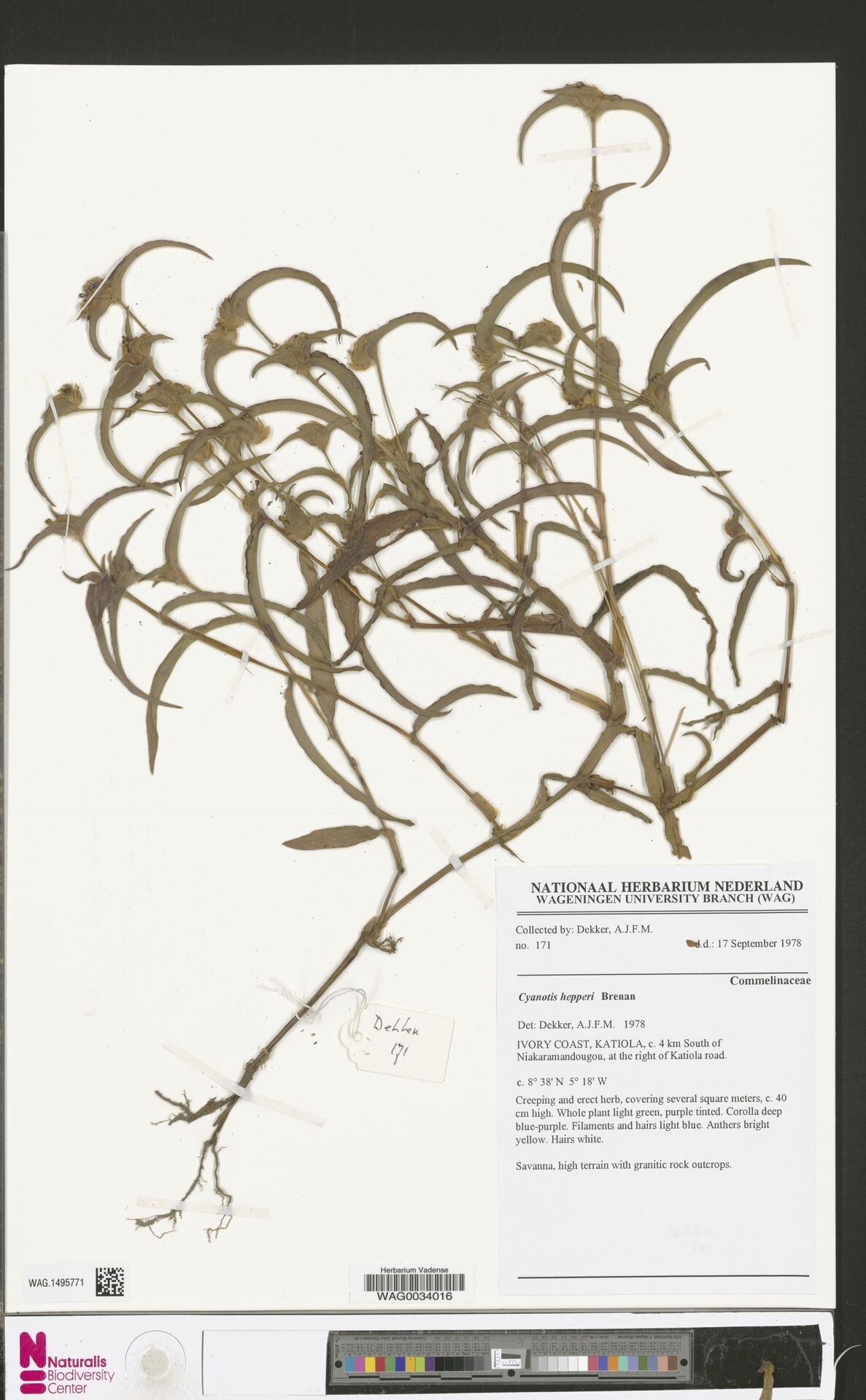 Cyanotis hepperi — houseplant care guide