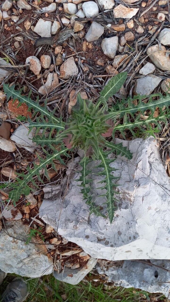 Acanthus hirsutus leaf