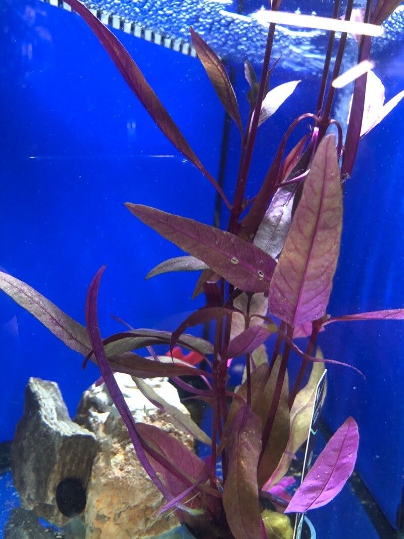 Hygrophila corymbosa leaf