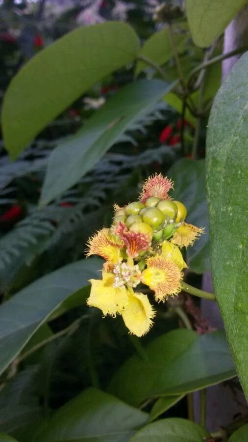 Stigmaphyllon mikanifolium — houseplant care guide