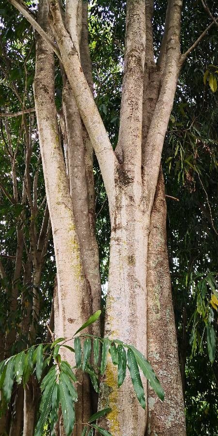 Hydnocarpus anthelminthicus bark