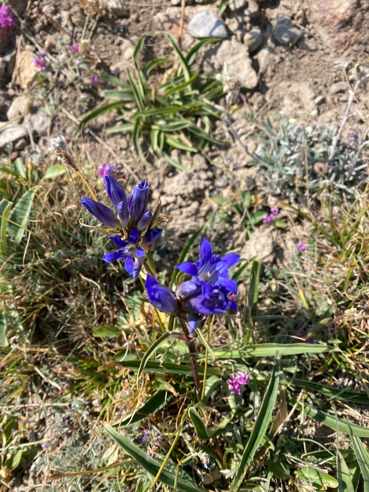 Gentiana affinis habit