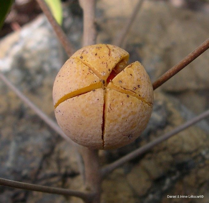 Dysoxylum bijugum fruit