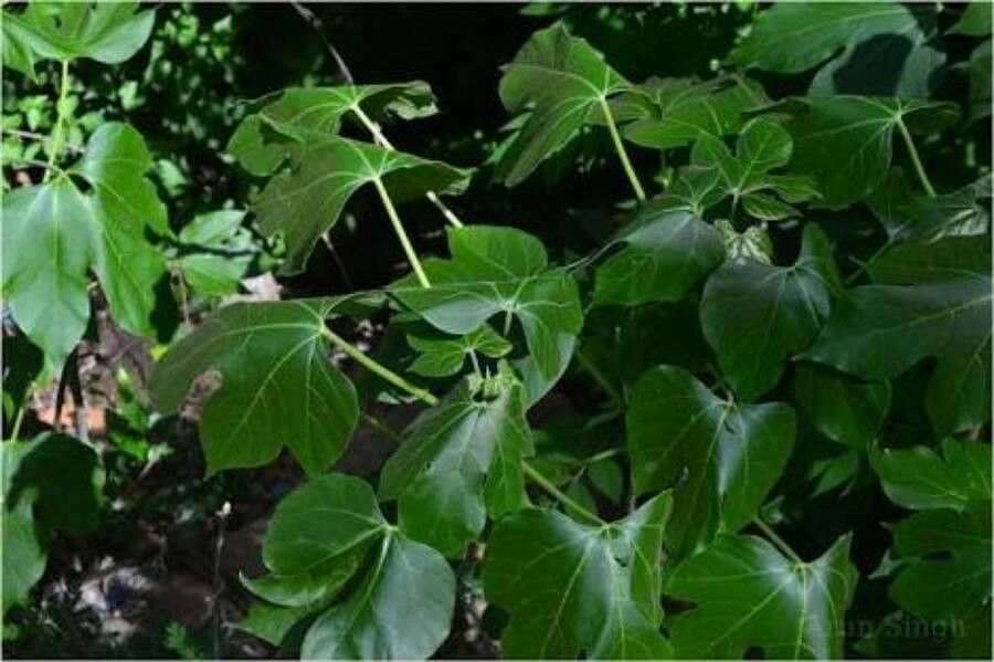 Jatropha tanjorensis — houseplant care guide