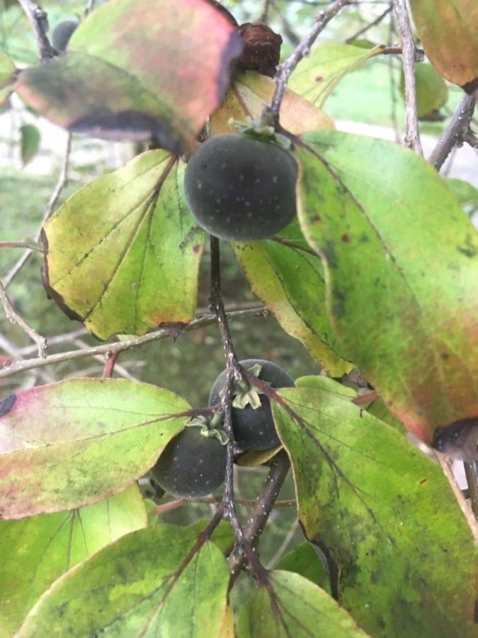 Dovyalis hebecarpa fruit