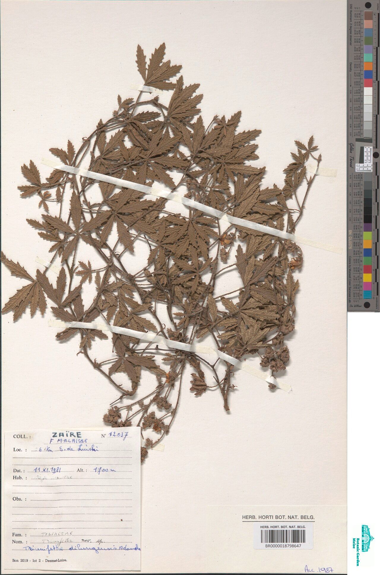 Triumfetta dilungensis — houseplant care guide