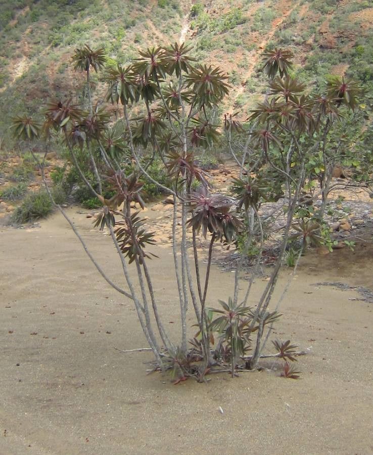 Xanthostemon longipes habit